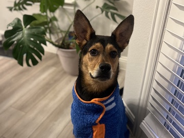Rehoming Sweet Dog – Hutchins