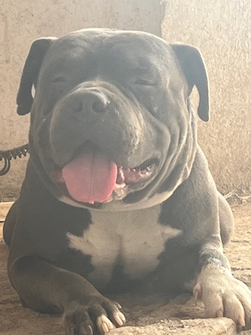 American Pit Bull Terrier – Adult American Pitbull terrior