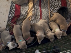 American Pit Bull Terrier – Adorable Pitbull Puppies for Sale – Calgary
