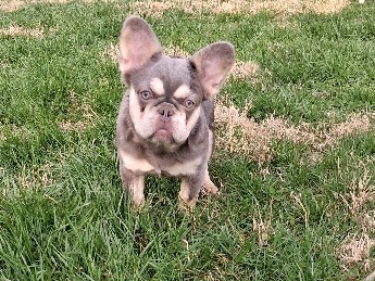 French Bulldog – Fluffy girl – Lexington