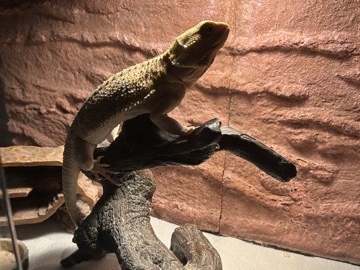 Lizard – 1 year old female bearded dragon-including all equipment – Baton Rouge