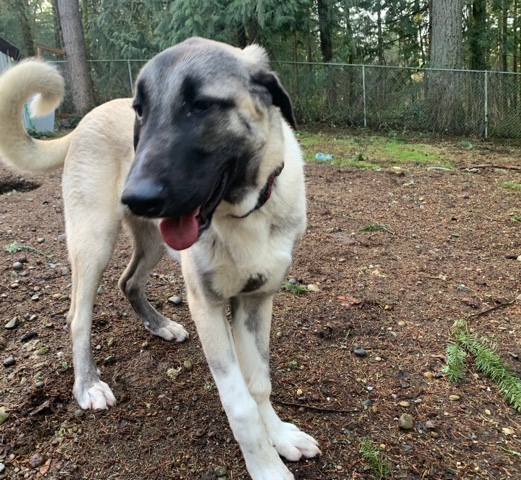 Catalan Sheepdog – LOKI - Kangal Pup