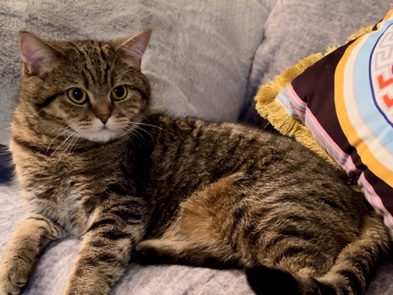 Scottish straight cat Romeo 