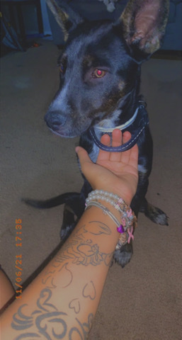 German Shepherd – in need of a loving home