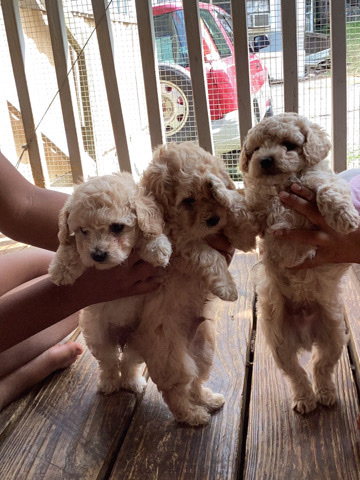 Puppies 6 weeks old