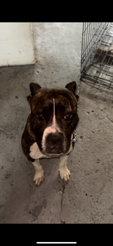 American Pit Bull Terrier – re-homing upcoming litter