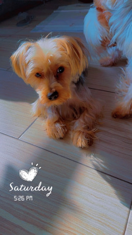 Yorkshire Terrier – adopt