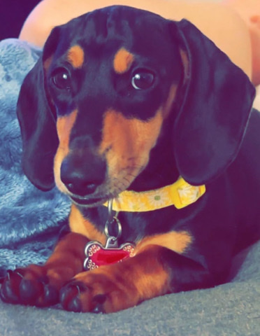 Dachshund – Dachshund
