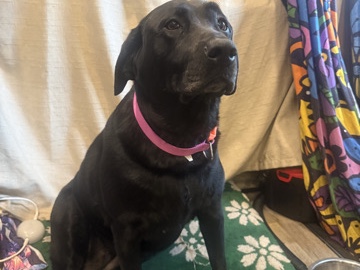 Labrador Retriever – Black Lab Georgia – Saint Augustine