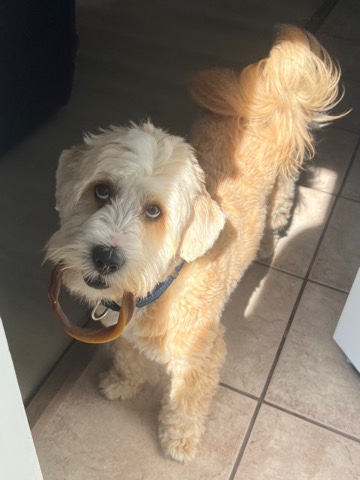 Tibetan Terrier – Tibetan terrier