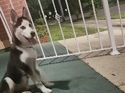 Siberian Husky – Siberian Husky female – Jacksonville