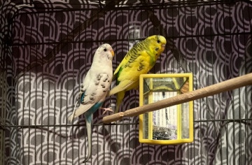 Indian Ringneck Parakeet – 2 parakeets with cage etc.