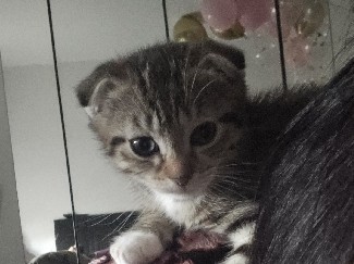 Scottish Fold – Scottish Fold Kater–12 Wochen alt–verspielt & verschmust – Oldenburg