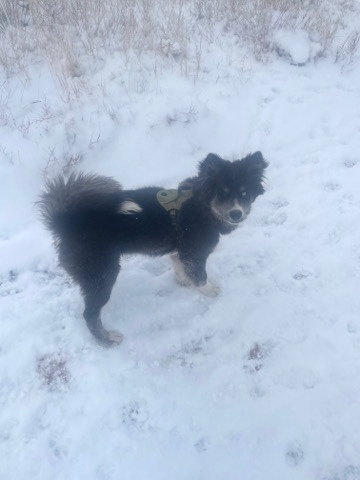 Siberian Husky – Atlas