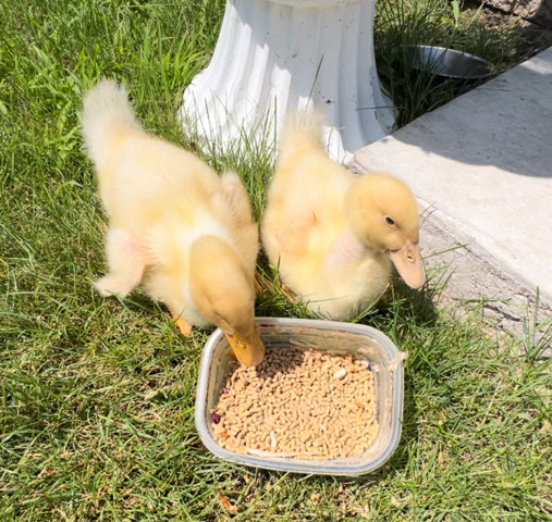 2 Pekin Ducks