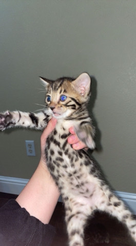 Bengal – bengal kittens