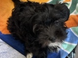 Poodle – Black yorkpoo – Newark