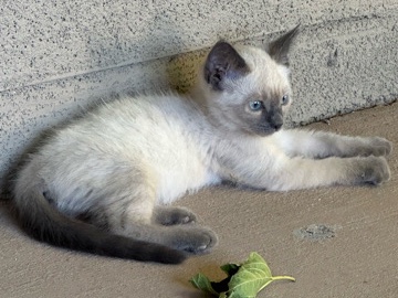 Siamese – Domesticated Siemese Female Cat – St. George