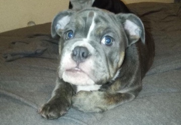 English bulldog
