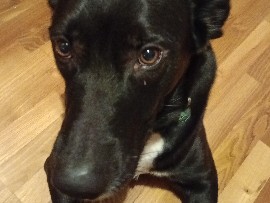 Labrador Retriever – Hund zum verschenken