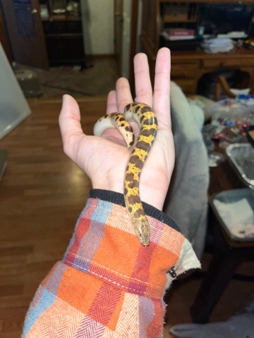 Sand Boa