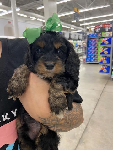 gorgeous purebred cockapoo puppies