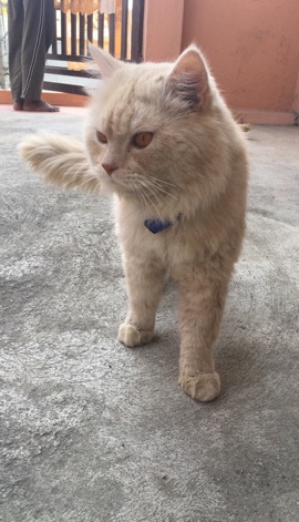 Persian (Traditional) – Persian breed