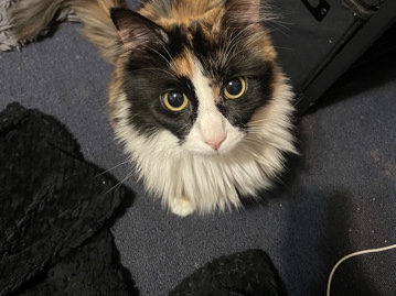 MIMI