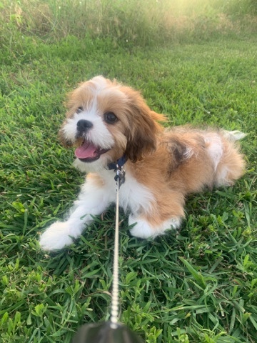 Lhasa Apso – Rehome