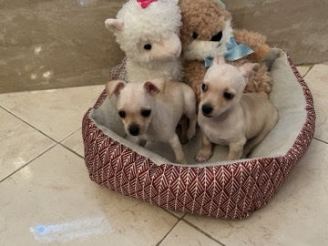 Chihuahua – chihuahua puppies