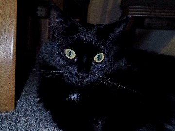 Turkish Van – Betty – Ogden