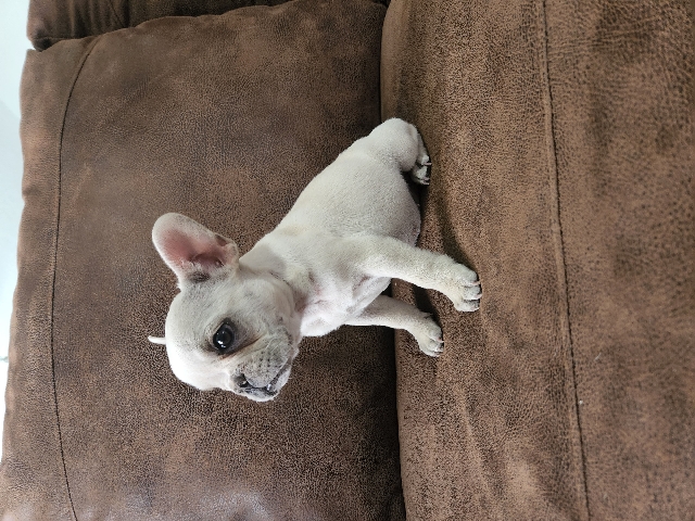 female french bulldog