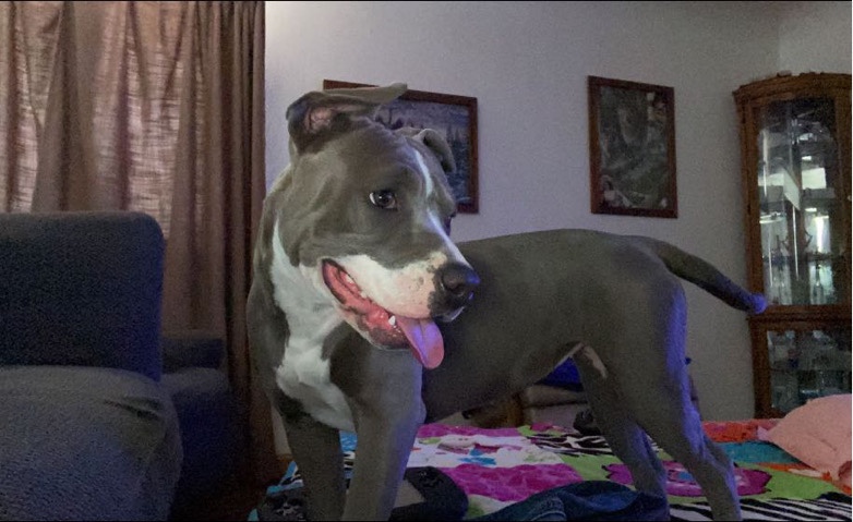American Pit Bull Terrier – Full Breed Female Pit