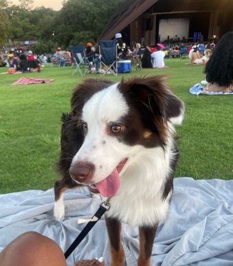 Australian Shepherd – mini Aussie