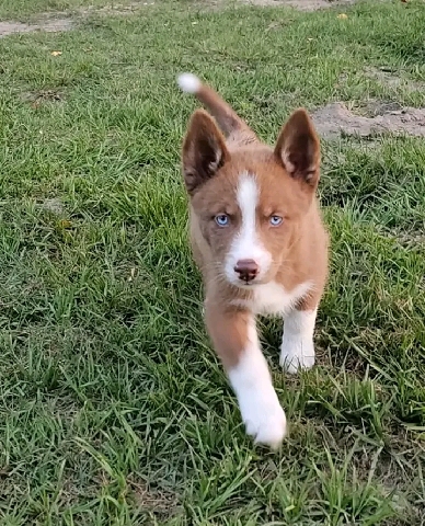 Siberian Husky – Siberian Husky