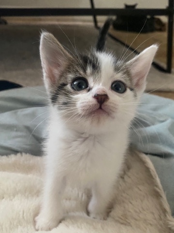 kitten