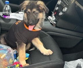 German Shepherd – German Shepherd