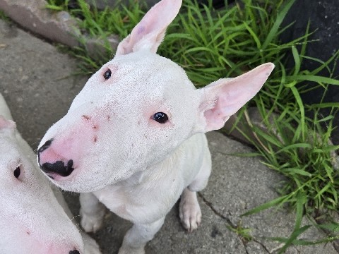 Bull Terrier – Male Bull Terrier – Norwalk