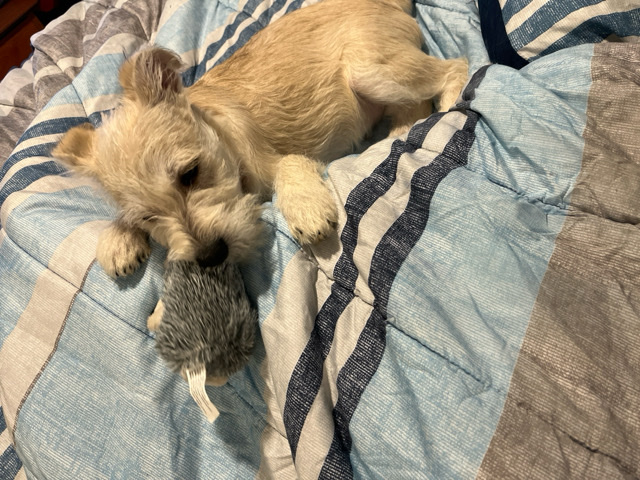 Miniature Schnauzer – schnauzer pup