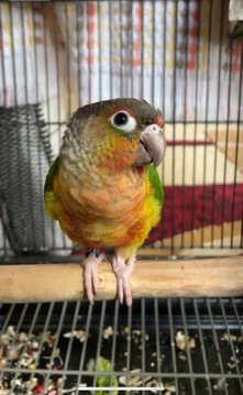 Conures – green counres