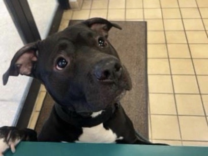 American Pit Bull Terrier – 2 year old loving lab pitbull mix – Delray Beach