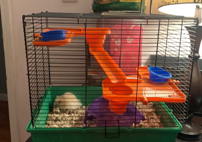 hamster baby boy teddy bear ( comes with everything