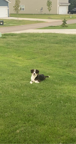 Australian Shepherd – Mocha