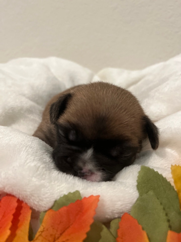 French Bulldog – French bulldog