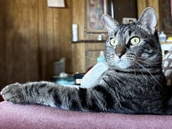 American Shorthair – american shorthair cat for sale – Reno
