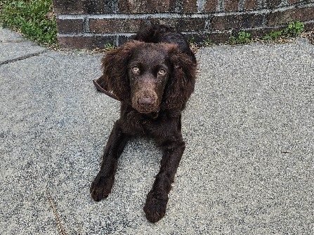 Boykin Spaniel – Boykin Spaniel – Whiteville
