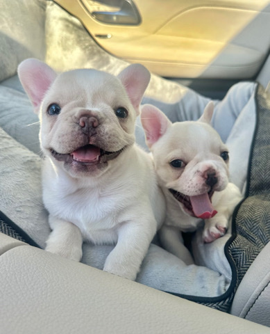 French Bulldog โ Beautiful white french bulldog puppies