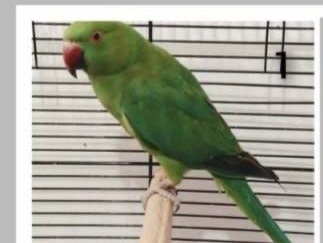 Indian Ringneck – Luca Ringneck – Richmond