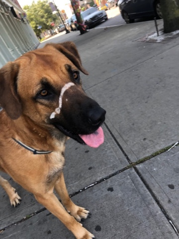 German Pinscher – lab/German