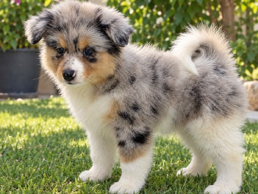 Miniature Australian Shepherd – Australian Shepherd type – Al Ain